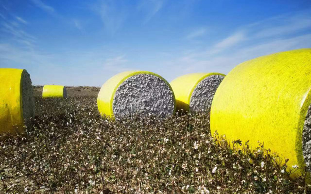 Cotton Film On Field